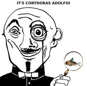 corydoras_adolfoi.png