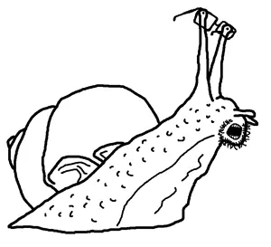 soysnail.png