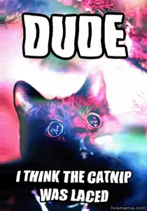 dude.gif