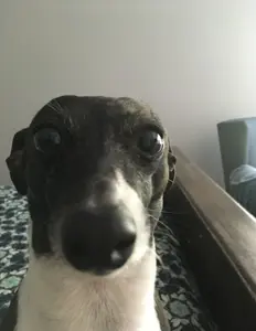 Dog_Unedited.png