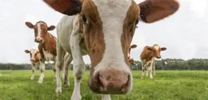 guernsey-cow-750x368.jpg