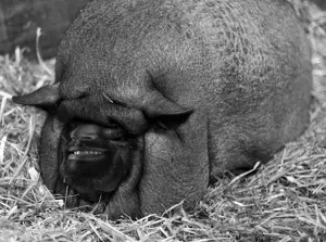 giga pigs 2.png