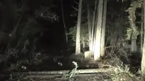 uncjak_spotted_in_dark_trail_forest_irl_photo_mashup_OC.jpg