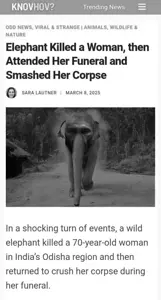 elephant.png