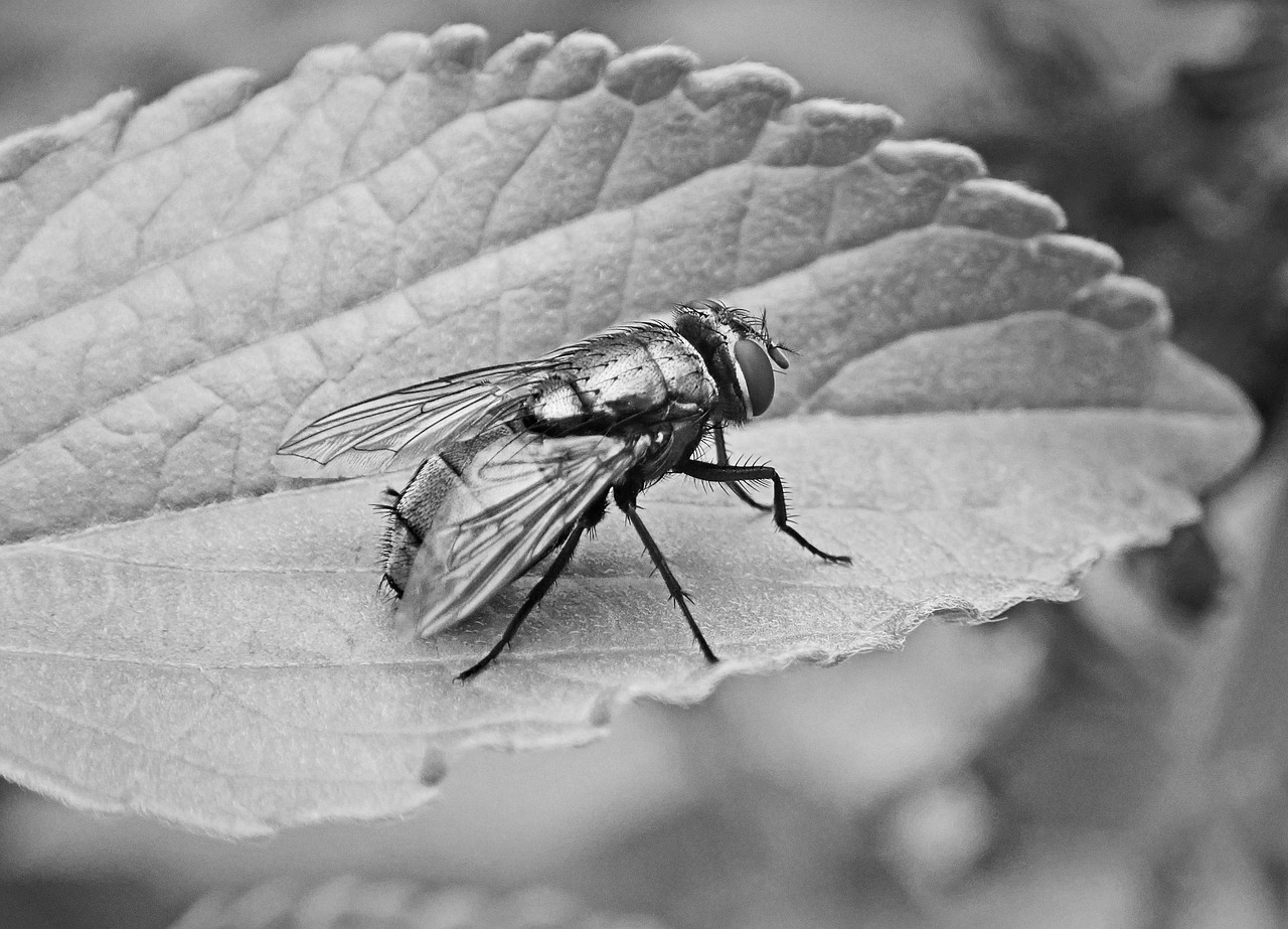 gigachad, gigafly, animal, bug, eyes, fly, full body, iag, insect, irl background