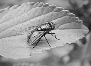 image-monochrome (5).png