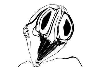 the lobe transparent.png