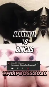 Maxwell vs Bingus [NMHyrhhGZGk].webm
