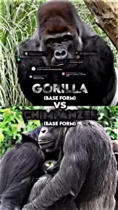 videoplayback (49).mp4