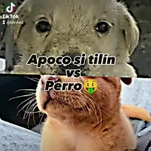 videoplayback (53).mp4