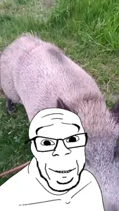 feralsquirell.mp4