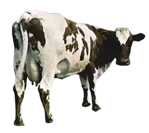 cracker cow.png
