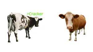 cracker nigger.gif