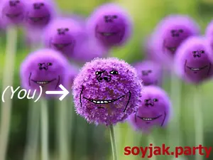 flowers.png