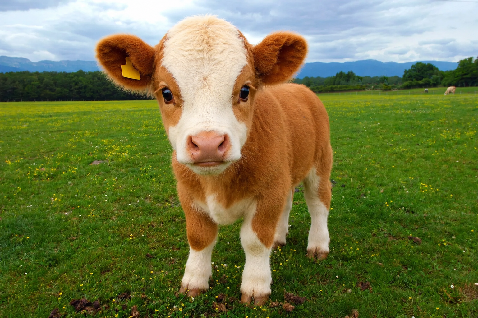 nigger cow, animal, baby, brown fur, cow, cute, ear, farm animal, full body, fur