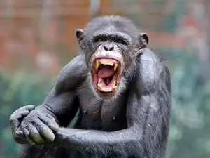 Monkeyjak_irl.jpg