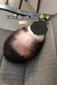 Post #254268