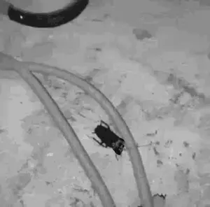 giga cockroach 2.gif