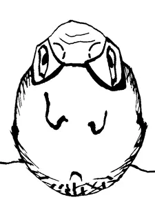 neywipleir.png