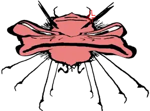 madpkierbug.png