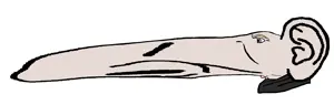 toucan.png