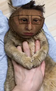 cat2.png