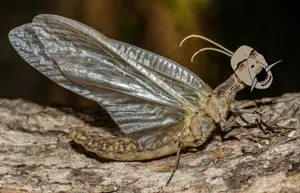 cobsonfly.png