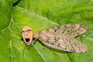 Dobson fly cobson.png