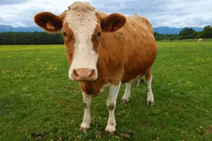 cow blink.gif