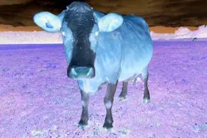 White-Jersey-pig.png
