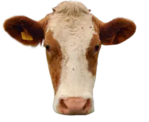 cow head.png