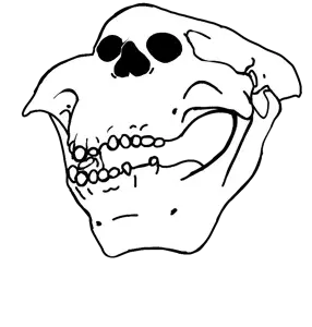 amer.png