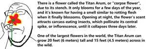Flowerfact.png