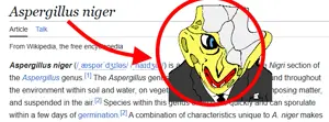 aspergillusnigger.png