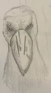 bird.jpeg