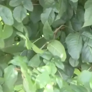 i hate poison oak.mp4