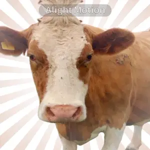 lv_0_20260814004652.mp4