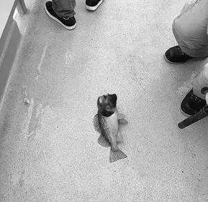 fish.png