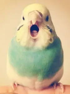 Yellow_budgie.png
