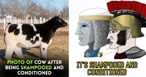shampooed.png