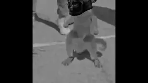 gigachad, 4chan meme, animal, cat, cat ears, cat whips it, dance, ear, ears, gray skin