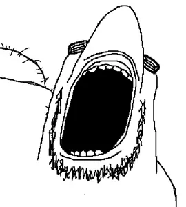 sharkbutt.jpg