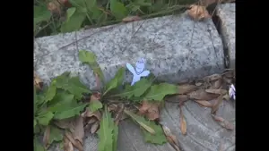 compressed_sunshine.mp4