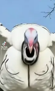 0794f40a5a8a5957a362925722a2e523.mp4