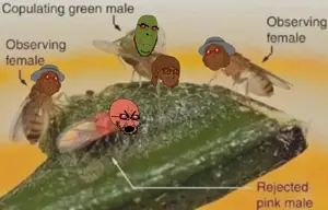 soyflies.png