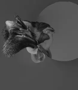 made by applying Little Planet effect twice in Gimp