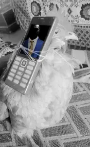 chickenphono.png