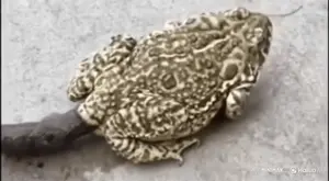 pepe, 'o, amphibian, animal, coconut, frog, frog-poop.gif, hailuo ai, poop, real life