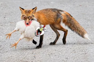 bernd, feraljak, animaljaks, 2soyjaks, animal, animal ears, beak, black eyes, bloodshot eyes, brown eyes