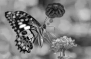 gigachad, animal, beard, black eyes, blurry, bug, butterfly, closed mouth, front view, full body